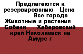 Предлагаются к резервированию › Цена ­ 16 000 - Все города Животные и растения » Собаки   . Хабаровский край,Николаевск-на-Амуре г.